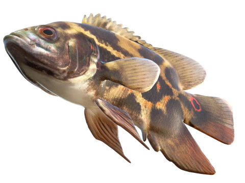 Oscar fish 3D Model