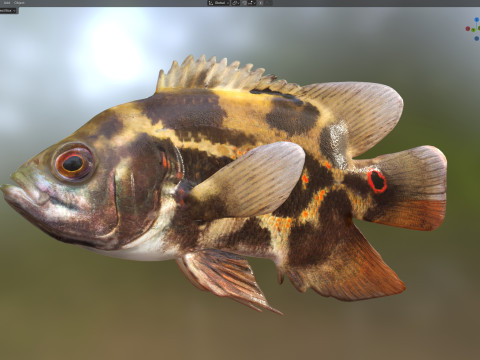 Poisson Oscar Modèle 3D