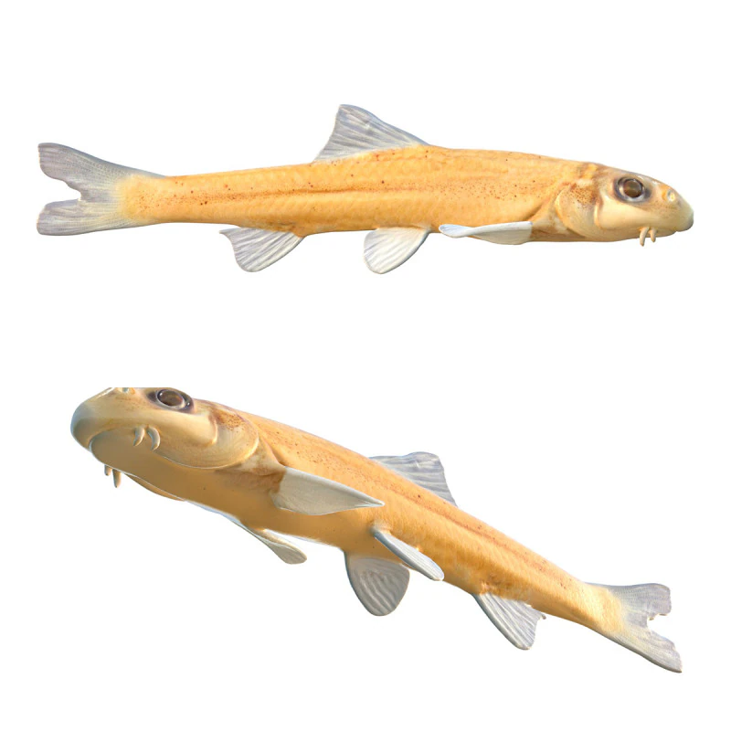 Pallid Chub 3D Model .c4d .max .obj .3ds .fbx .stl .blend 