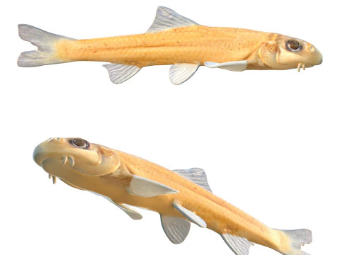 창백한 처브 3D 모델