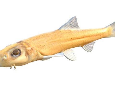 Pallid Chub 3D Model