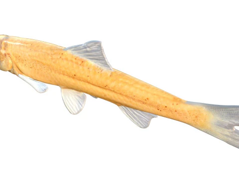 Pallid Chub 3D Model