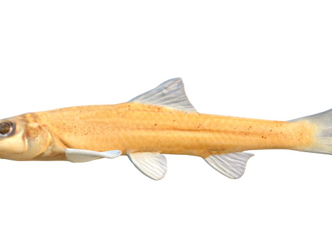 Méné pâle Modèle 3D