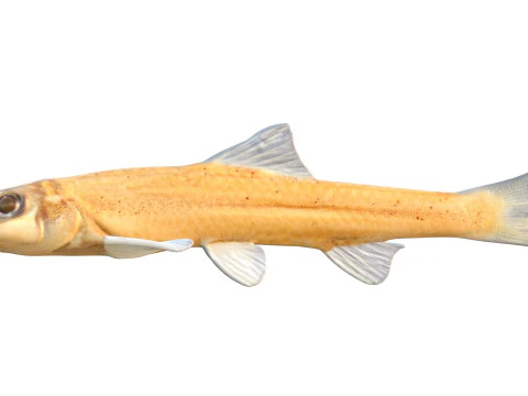 Pallid Chub 3D Model
