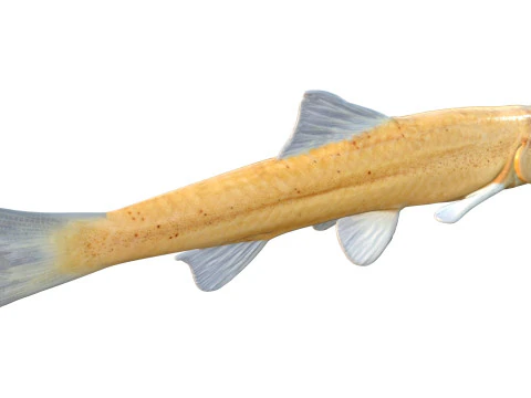 Pallid Chub 3D Model