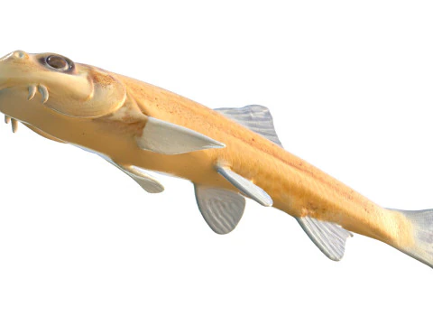 Pallid Chub 3D Model