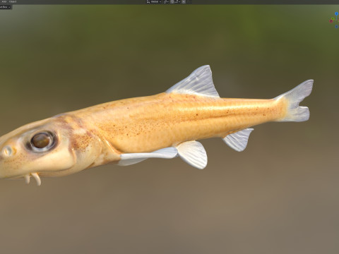 Méné pâle Modèle 3D