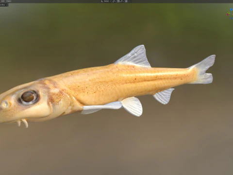 Pallid Chub 3D Model