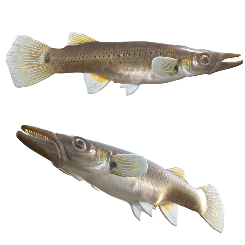 Fondue brochet Modèle 3D .c4d .max .obj .3ds .fbx .stl .blend 