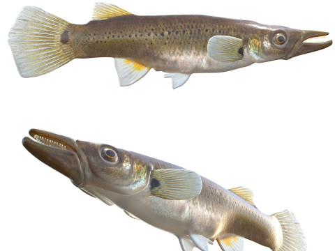 Fondue brochet Modèle 3D