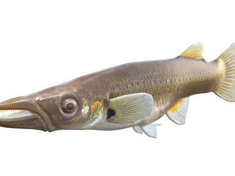 Fondue brochet Modèle 3D