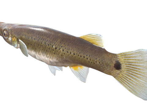 Fondue brochet Modèle 3D