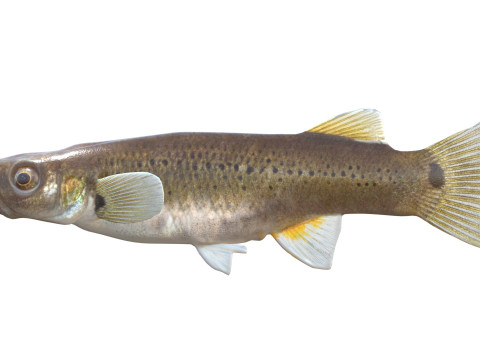 Fondue brochet Modèle 3D