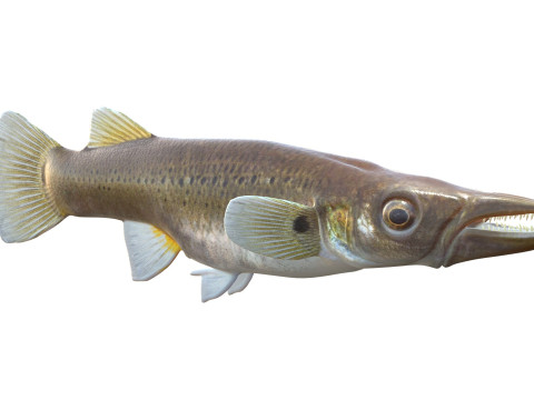 Fondue brochet Modèle 3D