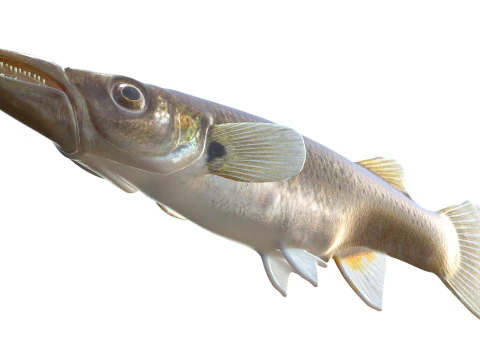 Pike Killifish 3D Model