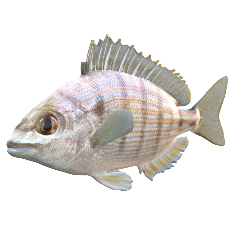 Pinfish 3D Model .c4d .max .obj .3ds .fbx .stl .blend 