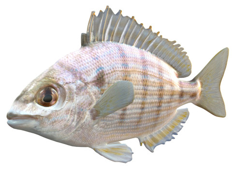 Pinfish Modèle 3D