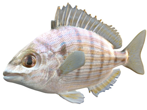 ピンフィッシュ 3Dモデル