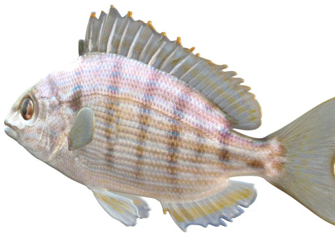 Pinfish 3D Model