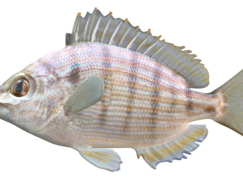 Pinfish 3D Model