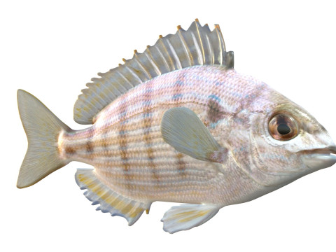 ピンフィッシュ 3Dモデル