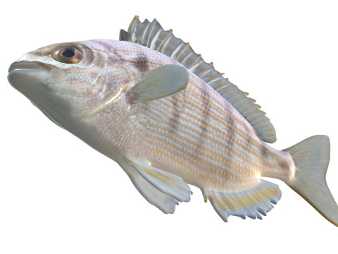 ピンフィッシュ 3Dモデル