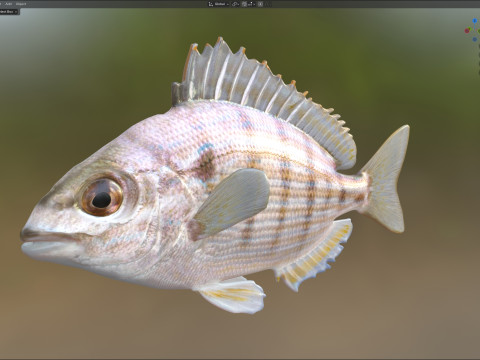 ピンフィッシュ 3Dモデル