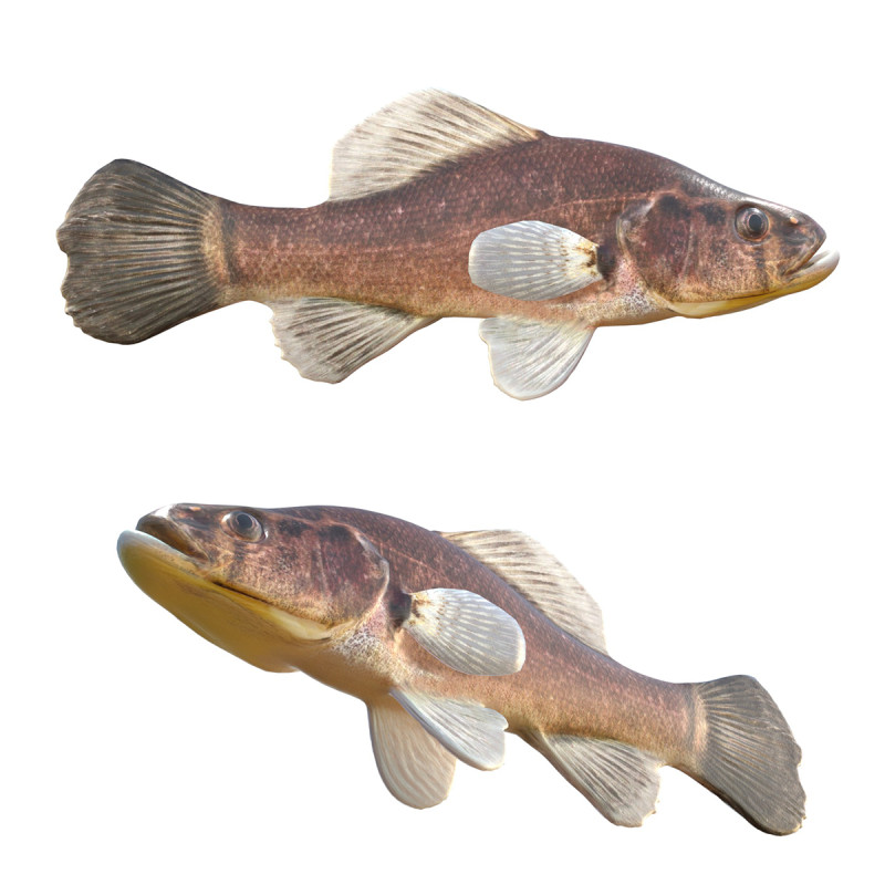 海賊止まり木 3Dモデル .c4d .max .obj .3ds .fbx .stl .blend 