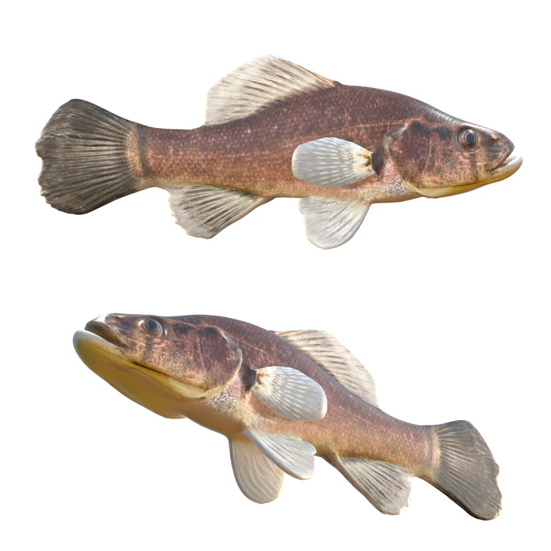 Pesce persico pirata Modello 3D .c4d .max .obj .3ds .fbx .stl .blend 