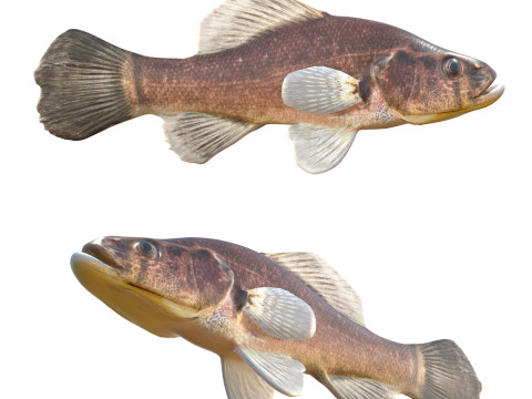 Bajak Laut Bertengger Model 3D