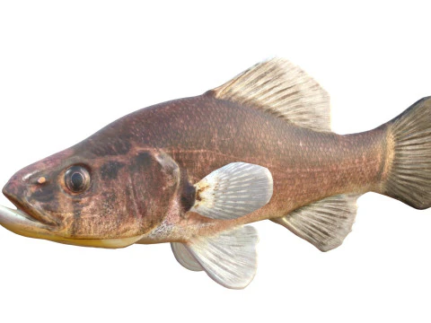 Pesce persico pirata Modello 3D