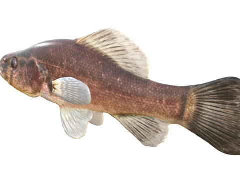 Pesce persico pirata Modello 3D