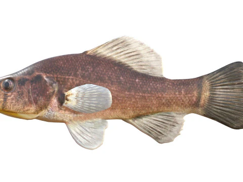 Pesce persico pirata Modello 3D