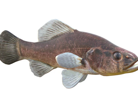 Pesce persico pirata Modello 3D