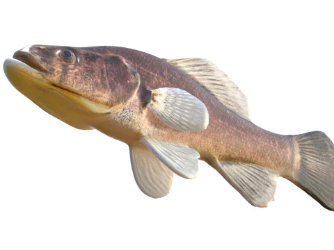 Pesce persico pirata Modello 3D