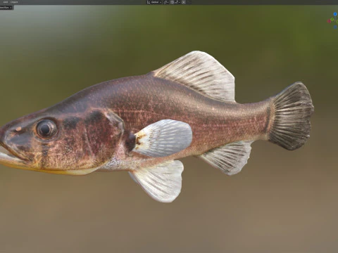 Pesce persico pirata Modello 3D