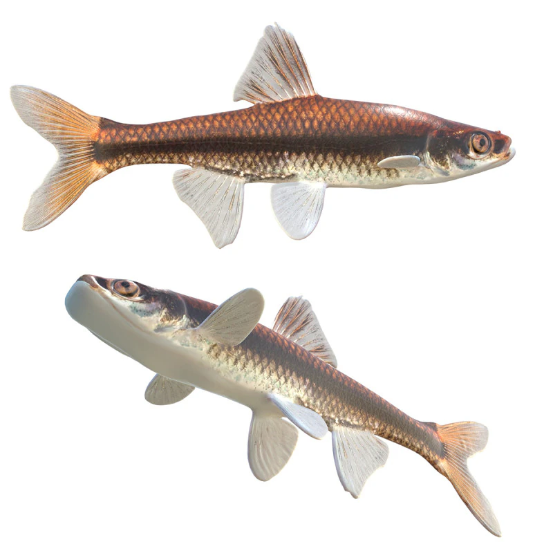 Pugnose Minnow 3D Model .c4d .max .obj .3ds .fbx .stl .blend 
