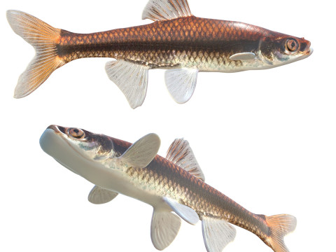 Pugnose Ikan Kecil Model 3D