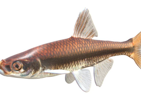 Pugnose Minnow 3D Model
