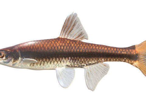 プグノーズミノー 3Dモデル