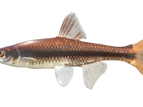 Pugnose Minnow 3D Model