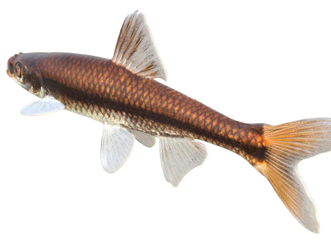 Pugnose Minnow 3D Model