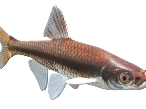 Pugnose Minnow 3D Model