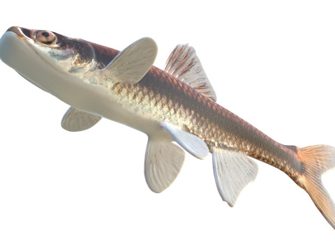 プグノーズミノー 3Dモデル