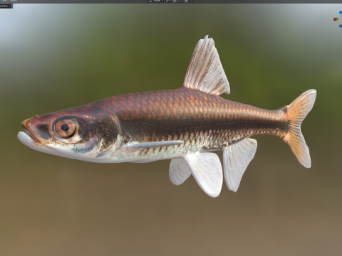 プグノーズミノー 3Dモデル