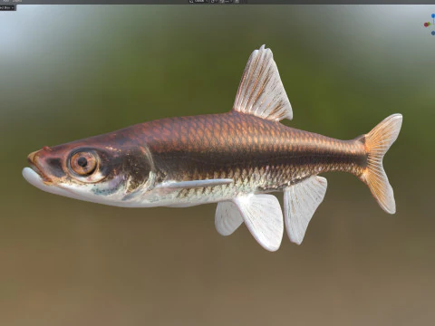 Pugnose Minnow 3D Model