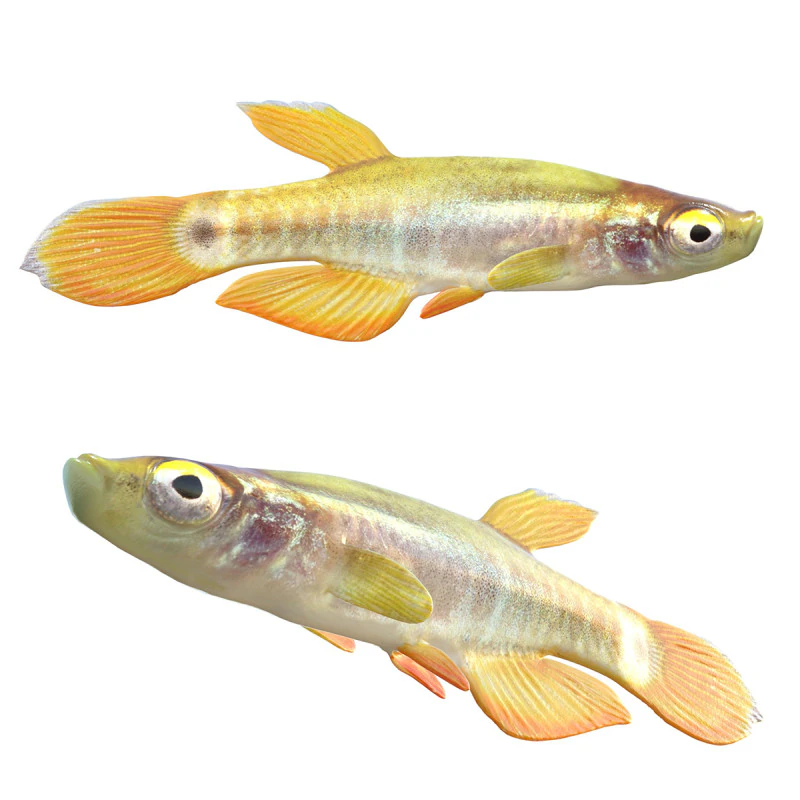 Pygmy Killifish 3D Model .c4d .max .obj .3ds .fbx .stl .blend