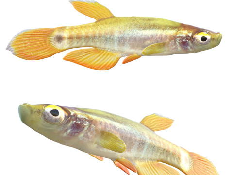 Killifish pigmeu Modelo 3D