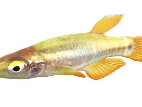 Pygmy Killifish 3D Model