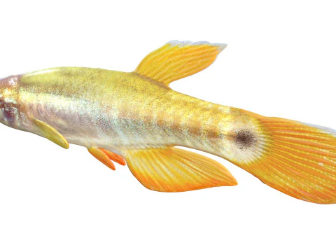 Pygmy Killifish 3D Model